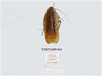 藏品(蜚蠊(2))的圖片